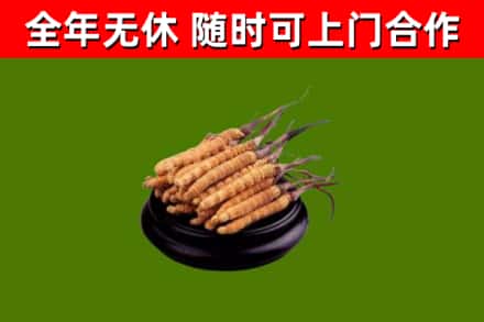 京口区烟酒回收冬虫夏草.jpg